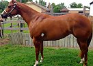 Paint - Horse for Sale in Collinsville, OK 74055