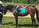 Welsh Pony - Horse for Sale in Gettysburg, PA 17325