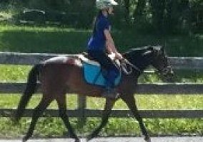 Welsh Pony and Cob (Welsh Pony and Cob, Mare) in Gettysburg, PA