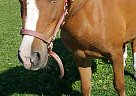 Honey - Mare in Sumner, IA Honey - Mare in Sumner, IA