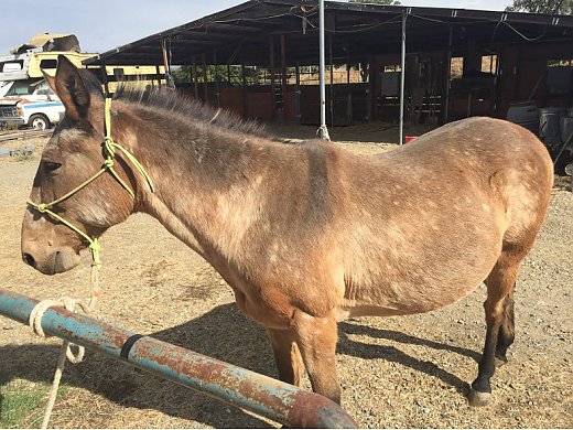 mules for sale on facebook