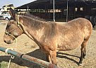 Festis & Julie - Gelding in Corning, CA Festis & Julie - Gelding in Corning, CA