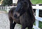 Thoroughbred - Horse for Sale in Scotts Valley, CA 95066 Thoroughbred - Horse for Sale in Scotts Valley, CA 95066