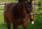 Andalusian - Horse for Sale in Melbourne, ACT 3004