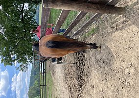 Quarter Horse (Quarter Horse, Gelding) in Columbiana, AL