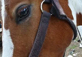 Paint (Paint, Stallion) in Mountain Home, AR