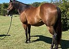Quarter Horse - Horse for Sale in Rolla, MO 65401 Quarter Horse - Horse for Sale in Rolla, MO 65401