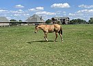 Quarter Horse - Horse for Sale in Columbiana, AL 35051