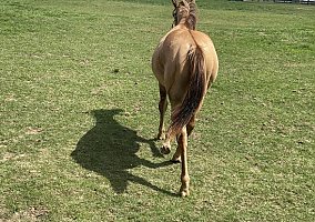 Quarter Horse (Quarter Horse, Stallion) in Columbiana, AL