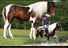 Friesian - Horse for Sale in Bogard, MO 64622