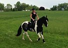 Draft Mare for Sale in Newton, New Jersey Draft Mare for Sale in Newton, New Jersey