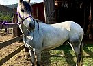 Azteca - Horse for Sale in Algoma, ID 83860