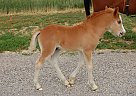 Welsh Pony - Horse for Sale in Portage, UT 84331 Welsh Pony - Horse for Sale in Portage, UT 84331