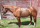 Paint - Horse for Sale in Newport, WA 99156