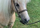 Miniature - Horse for Sale in Circleville, OH 43113
