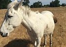 Smokey - Gelding in Corning, CA Smokey - Gelding in Corning, CA