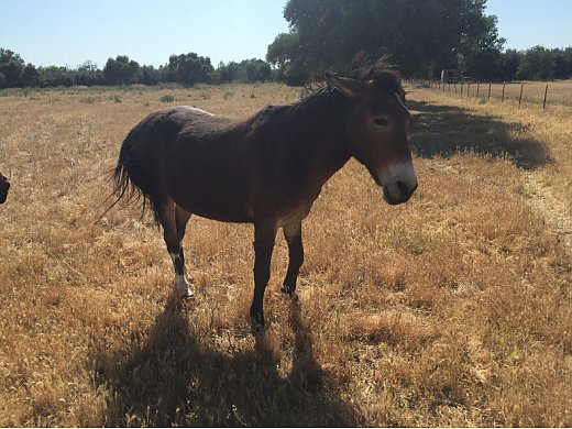 mules for sale on facebook