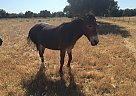 Max and Moe - Gelding in Corning, CA Max and Moe - Gelding in Corning, CA