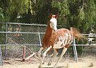 Warmblood - Horse for Sale in Canyon Country, CA 91351 Warmblood - Horse for Sale in Canyon Country, CA 91351