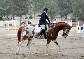 Warmblood (Warmblood, Mare) in Canyon Country, CA