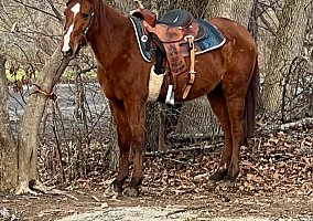 Quarter Horse (Quarter Horse, Mare) in Bluff city, TN