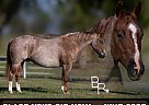 Quarter Horse - Horse for Sale in Mountain Grove, MO 65711