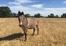 Ringo - Gelding in Corning, CA Ringo - Gelding in Corning, CA