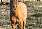 AraAppaloosa - Horse for Sale in Wynndel, BC V0B 2N1 AraAppaloosa - Horse for Sale in Wynndel, BC V0B 2N1
