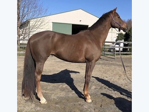 Willow- 10-Year-old 17hh Trakehner Mare