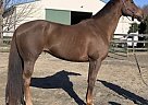 Trakehner - Horse for Sale in Wall, NJ 07719