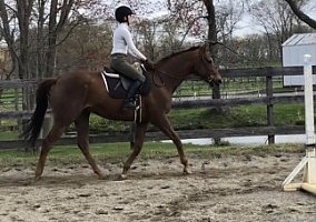 Trakehner (Trakehner, Mare) in Wall, NJ