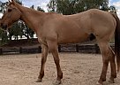 Quarter Horse - Horse for Sale in Perris, CA 92570