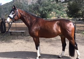 Westphalian (Westphalian, Gelding) in Lakeside, CA
