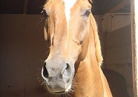 Gorgeous Dutch Warmblood/TB Gelding Thoroughbred Stallion