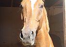 Gorgeous Dutch Warmblood/TB Geld... Thoroughbred Stallion