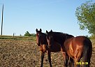 Well Trained Mares Standardbred Mare