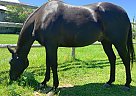 Dante - Gelding in Rogers City, MI Dante - Gelding in Rogers City, MI