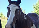 Apollo - Gelding in Rogers City, MI Apollo - Gelding in Rogers City, MI