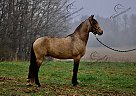 Rowdy - Gelding in Ogden, UT Rowdy - Gelding in Ogden, UT