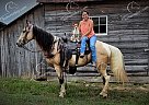 Goose - Gelding in Gillsville, GA Goose - Gelding in Gillsville, GA