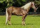 Jupiter - Gelding in Poplarville, MS Jupiter - Gelding in Poplarville, MS