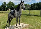Denim - Gelding in Battle Creek, MI Denim - Gelding in Battle Creek, MI