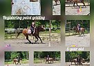 Paint - Horse for Sale in Spotsylvania, VA 22508