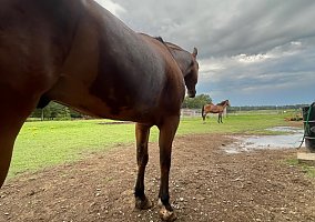 Warmblood (Warmblood, Gelding) in Cabot, AR