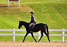 Appendix Gelding for Sale in Natural Bridge, Virginia Appendix Gelding