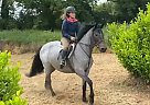 Connemara Pony - Horse for Sale in Smith, KY 40068 Connemara Pony - Horse for Sale in Smith, KY 40068