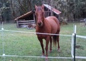 Morgan (Morgan, Mare) in Cottage Grove, OR