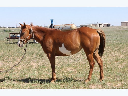 Paint Mare