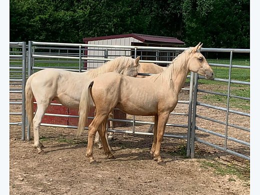 Palomino Arabian Colt
