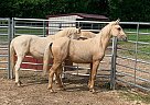 Half Arabian - Horse for Sale in Springfield, MI 02178